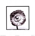 Translucent Poppy I